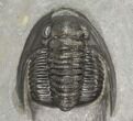 Cornuproetus Trilobite Fossil - Ofaten, Morocco #125237-4